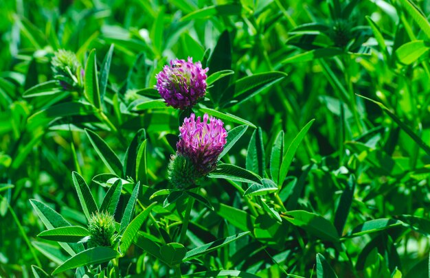 Flowers of clover