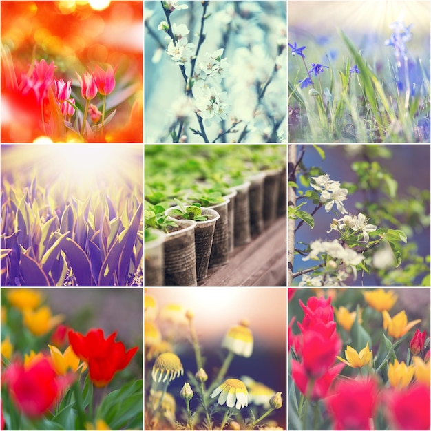 Flowers collage