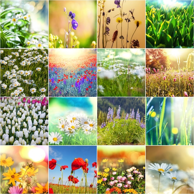 Collage di fiori