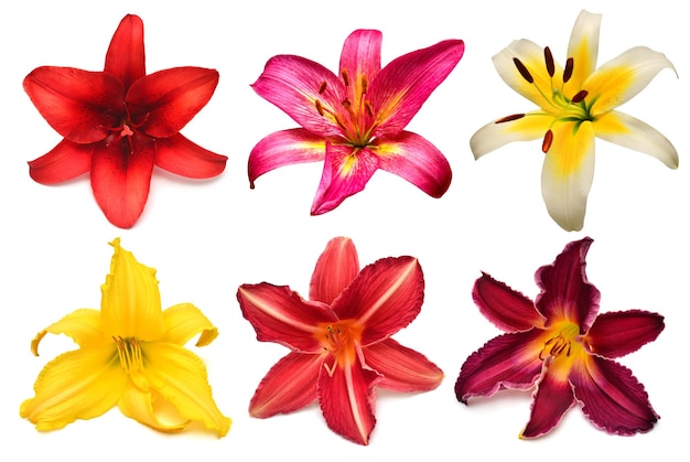 Flowers collection multicolored lilies and daylilies isolated on white background Stamen and pistil Hello spring Flat lay top view Object studio floral pattern