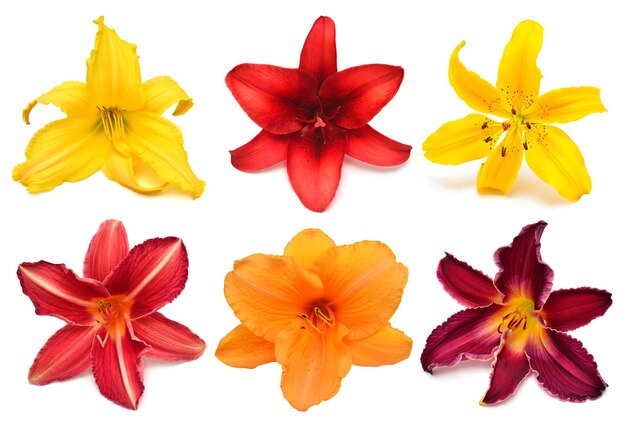 Flowers collection multicolored lilies and daylilies isolated on white background Stamen and pistil Hello spring Flat lay top view Object studio floral pattern