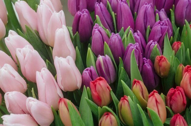 Flowers of colorful fresh tulips with green leaves on beautiful floral background spring blossom