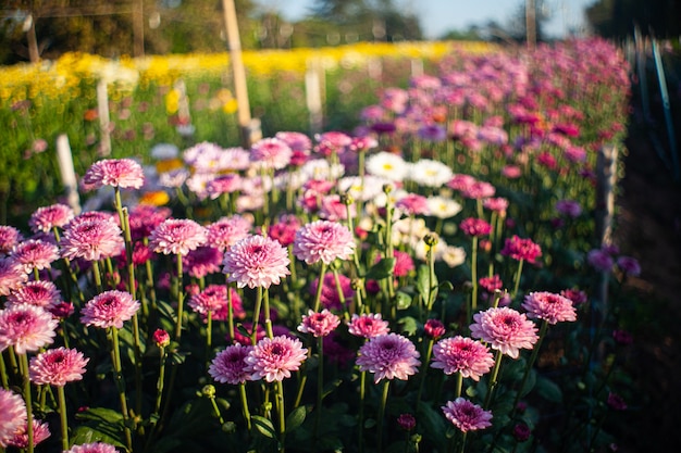 庭の色とりどりの花が柔らかく、厳選されたフォーカスを選択します。