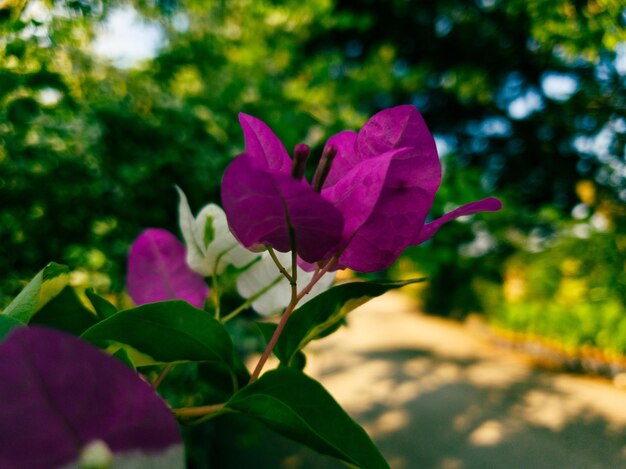 カラフルな風景の花フォーマルガーデン美しい庭園