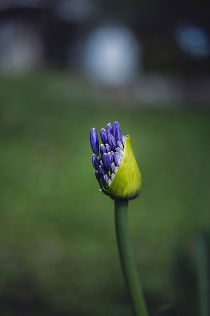 写真 繭から出てくる花