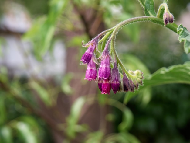 Photo flowers of common comfrey