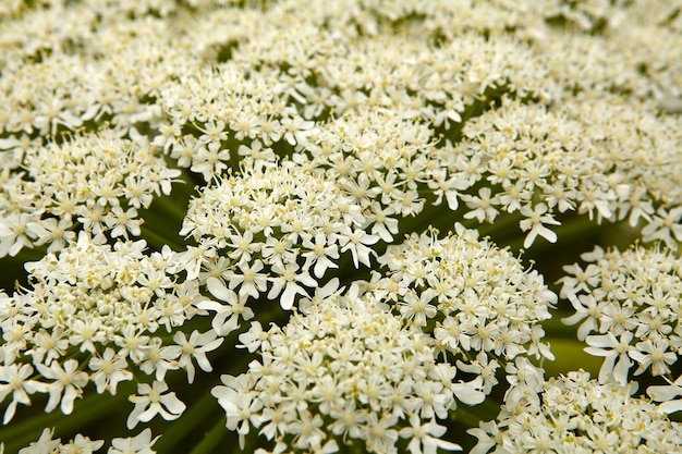 Flowers of common hogweed or cow parsnip.