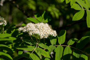 Flowers of common mountain ash numerous white rowan flowers are collected