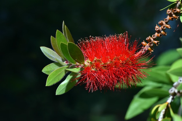 Flowers of the common red bottlebrush Melaleuca citrina or Callistemon citrinus