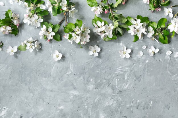 Flowers composition apple tree flowers on pastel gray background spring concept flat lay top view