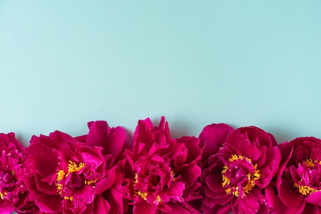 Flowers composition Border made of pink peony flowers on blue background Flat lay top view with copy space