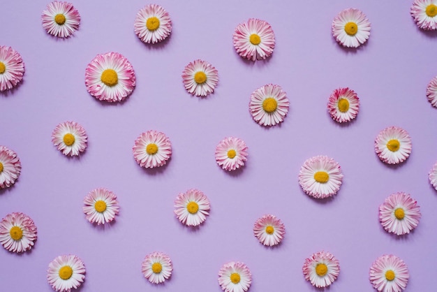 Composizione floreale di petali di camomilla su sfondo lilla pastello concetto primavera estate spazio di copia con vista dall'alto piatto
