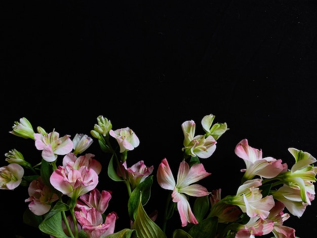 Composizione di fiori. cornice fatta di fiori rosa alstroemeria su sfondo nero. giorno del matrimonio, festa della mamma e concetto di festa della donna. disposizione piana, vista dall'alto.