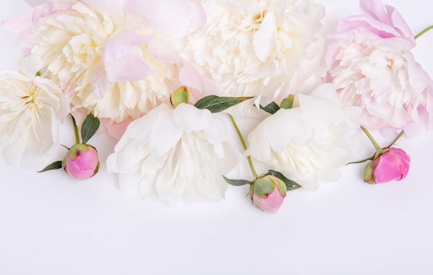 Flowers composition Frame made of pink peony flowers on white background Flat lay