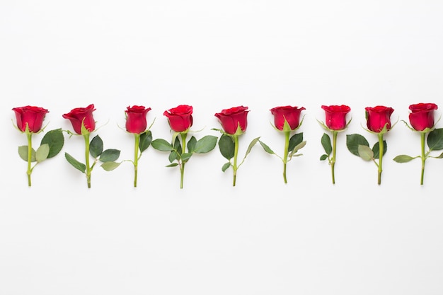 Flowers composition. Frame made of red rose on white background. Flat lay, top view, copy space.