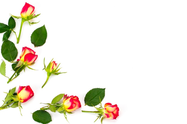 Composizione di fiori. cornice fatta di fiori di rosa. vista piana e dall'alto