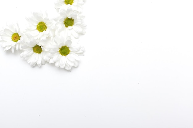 Foto composizione di fiori cornice fatta di vari fiori gialli su sfondo bianco concetto di primavera estiva di pasqua spazio di copia di vista superiore piatto