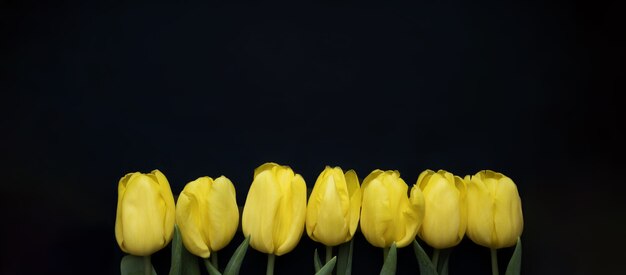 Flowers composition frame made of yellow tulips on blue background valentines day mothers day and