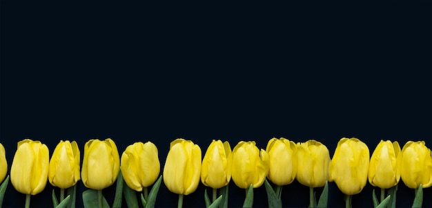 Foto cornice di composizione di fiori fatta di tulipani gialli su sfondo blu giorno di san valentino festa della mamma e