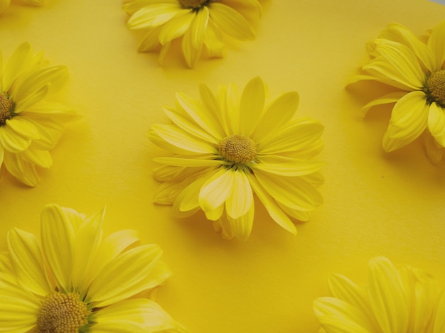 Flowers composition from chrysanthemum flowers on yellow background. Color of the year 2021 illuminating, spring, summer template for your projects.