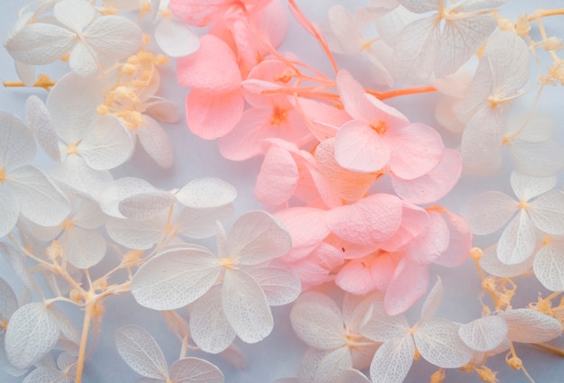 花の構成。白地にアジサイの花の異なる色で作られたパターン。美しい春、夏の背景。フラットレイ、バナーフォーマット。