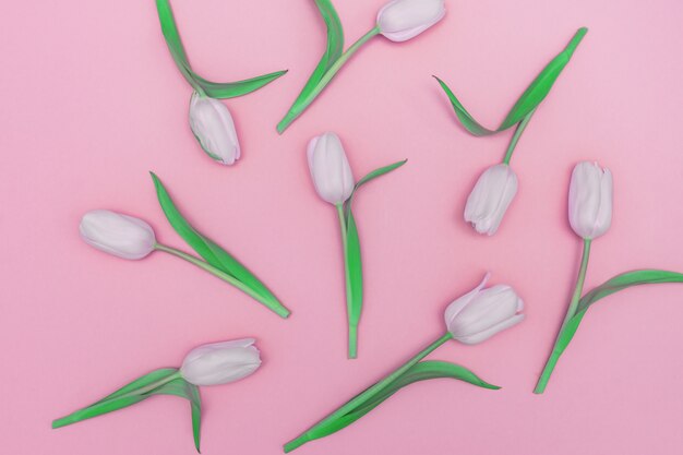 Photo flowers composition. pattern made of tulip flowers on pink background. flat lay, top view. toned image.