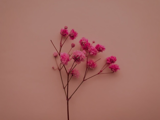꽃 구성입니다. 베이지색 바탕에 핑크 꽃입니다. 봄, 여름 개념입니다. 평평한 평지, 평면도, 복사 공간.