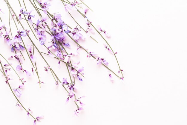 Flowers composition. Pink flowers on pink background. Easter, spring concept. 