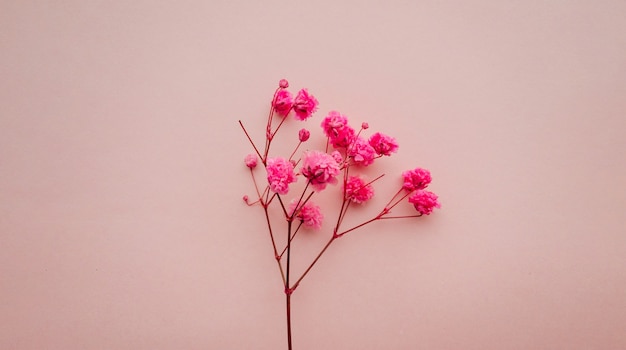 Flowers composition pink flowers on soft pink background spring summer concept flat lay top view