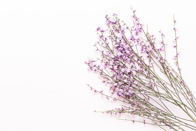 Flowers composition. Pink flowers on white background. Easter, spring concept. Greeting card, Flat lay, top view.