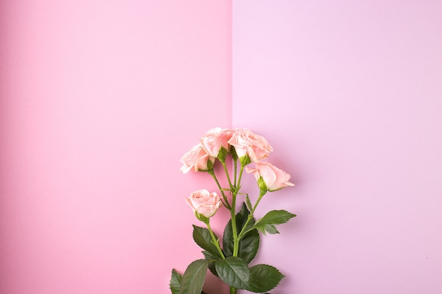 Flowers composition. Pink rose flowers 