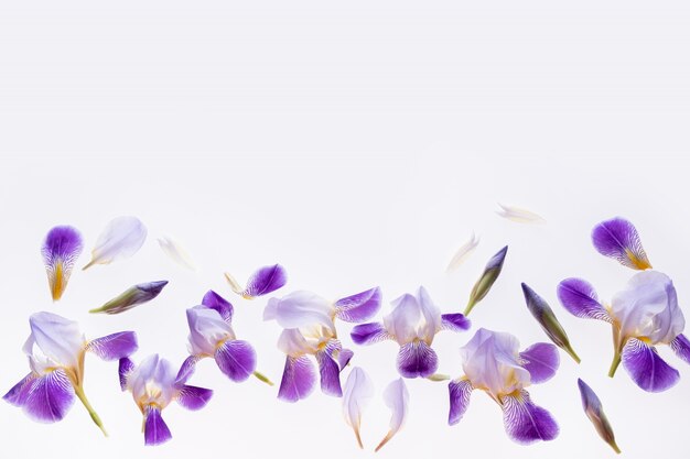 Фото Композиция цветов. фиолетовые цветы ириса на белом мраморе.