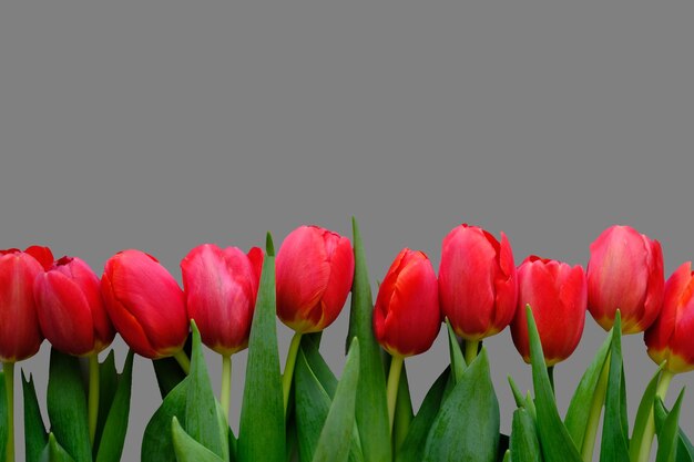 Flowers composition red tulip flowers isolated on grey background spring summer concept flat lay top