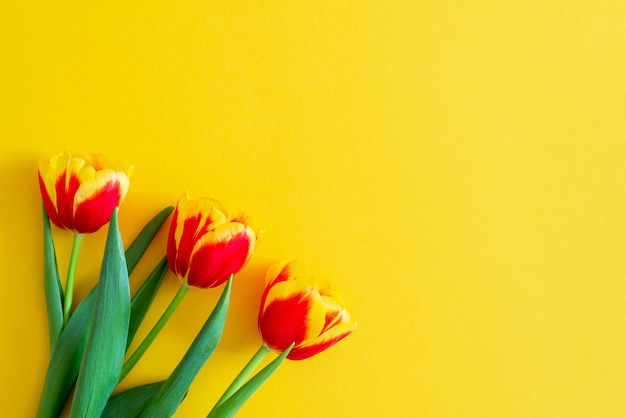 Flowers composition. red tulip flowers on yellow background with copy space.