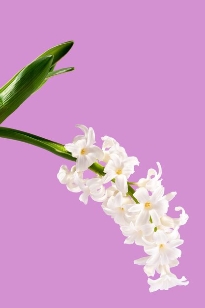 Flowers composition White hyacinth on a purple lavender background Concept spring postcard greeting card wedding birthday mother's day international women's day Flat lay copy space vertical