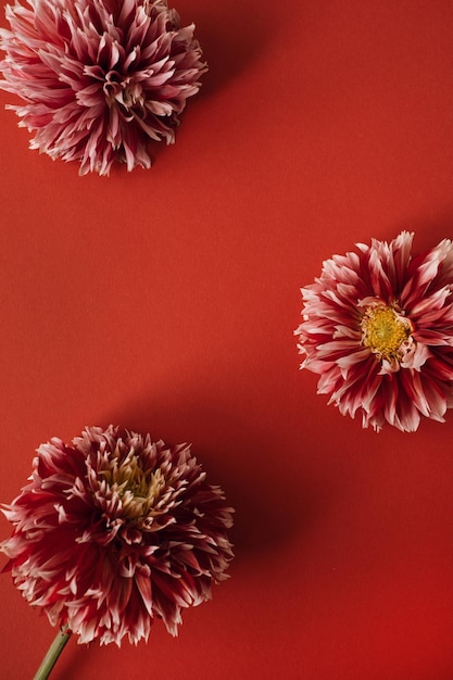 Flowers composition wreath made of red dahlia flowers on red
background flat lay top view copy space valentine's day mother's
day mockup template