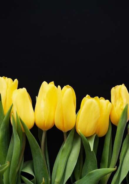 Flowers composition Yellow tulip flowers on black background Spring summer concept