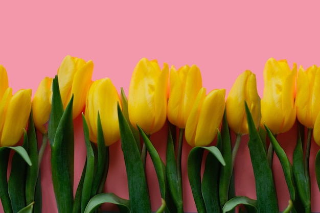 Flowers composition Yellow tulip flowers on pink background Spring summer concept