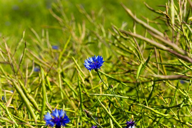 ヤグルマギクの花