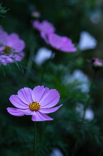 cosmea 매크로의 꽃 노란색 센터가 있는 보라색 꽃이 가깝습니다.