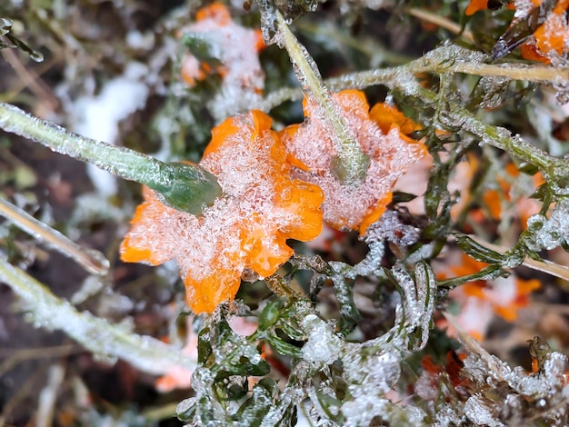 写真 花は雪氷のクローズ アップを覆われて明るい yelloworange 花 chernobrivtsy と ic で覆われた草