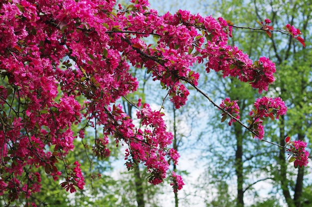 Flowers on crab apple tree