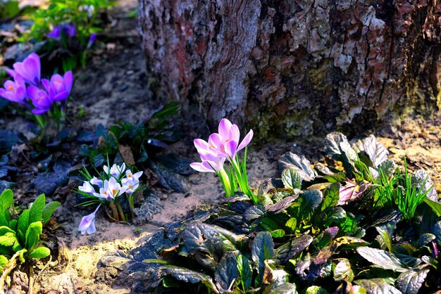 Flowers crocus purple in the garden on a background of wildlife