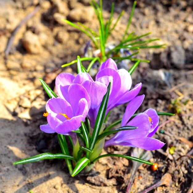 Fiori di croco viola nel giardino su uno sfondo di fauna selvatica