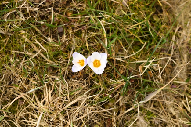 枯れた草の上には、満開の白いライラック色の花クロッカスが生えています。自然の中で最初の春の花は屋外です。上面図