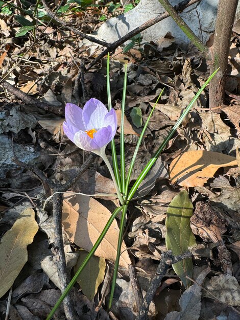 flowers crocuses purple wildlife Montenegro Fort Verige sea Boca Kotor Bay Perast Church of Our Lady