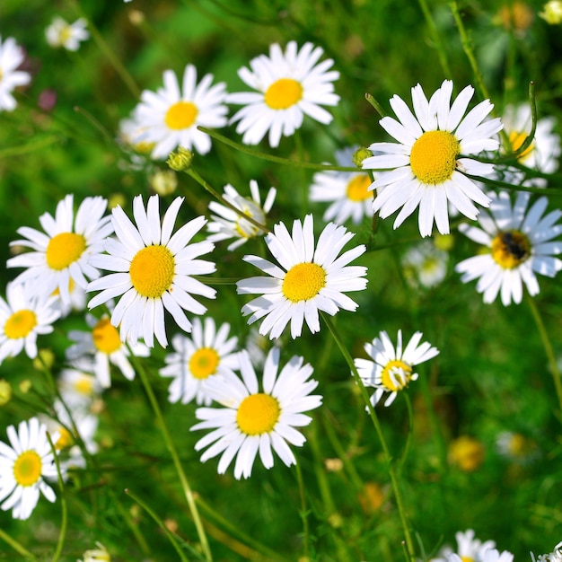 Flowers curative white daisy on a background in the garden on the flowerbeds