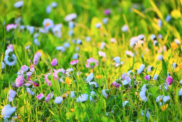 flowers daisies background summer nature, field green flowering colorful daisies