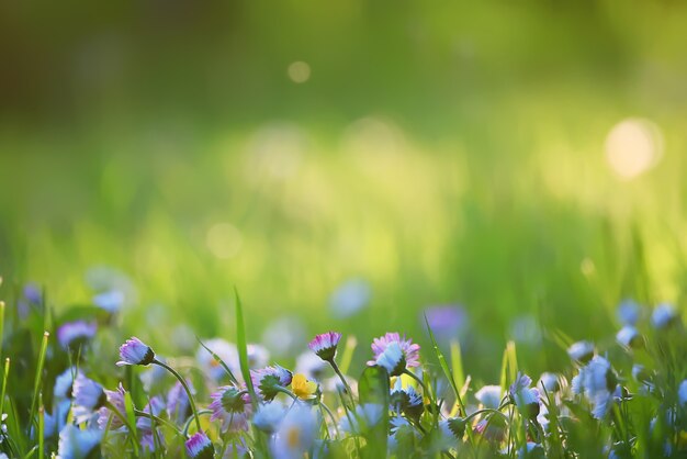 Flowers daisies background summer nature