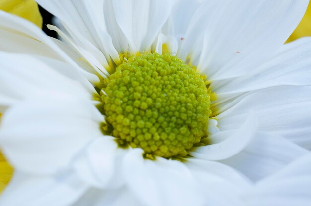 flowers and daisies with large petals and vivid colors, spring image